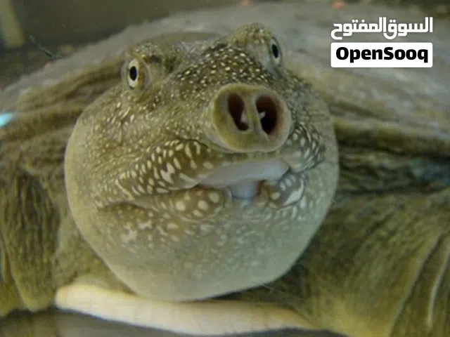 سلحفاة صينية Chinese turtle