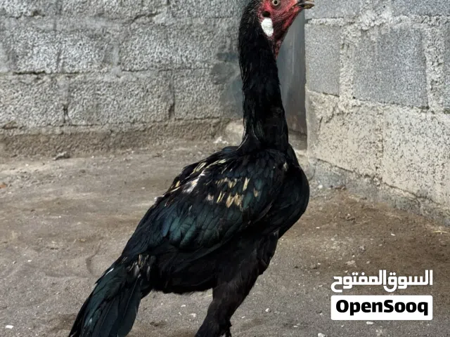 ديك باتشو نسل قوي
