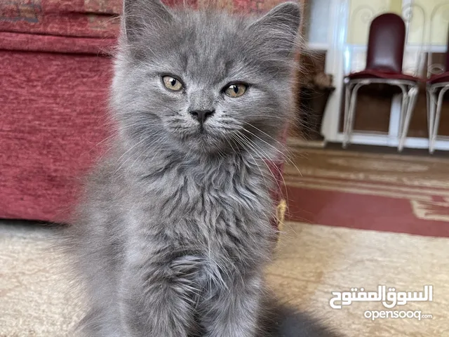 قطط ذكور للبيع