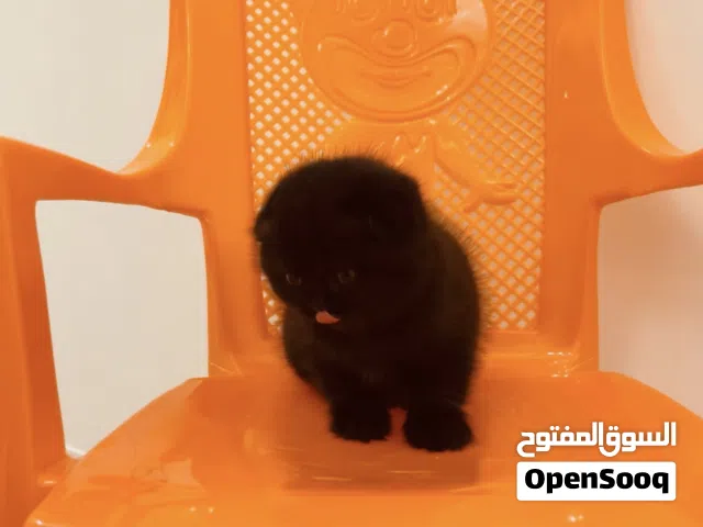 Pure Scottish/ بيور سكوتش