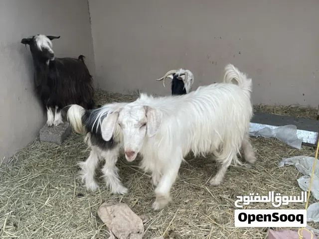 للبيع رحبيه سمينه مع ولدها اول ولده لها وثانيه سعيديه ثاني ولده لها ولدها بعته فيها حليب وسمينه وجدي