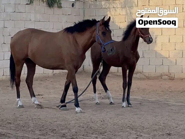 فرص بنت جميل الزاويه بوراقها والده فلوه من ولد المحترم وحارز من وجيه العنوان مصراته