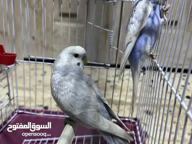 بقلينو للبيع 2كوبيات