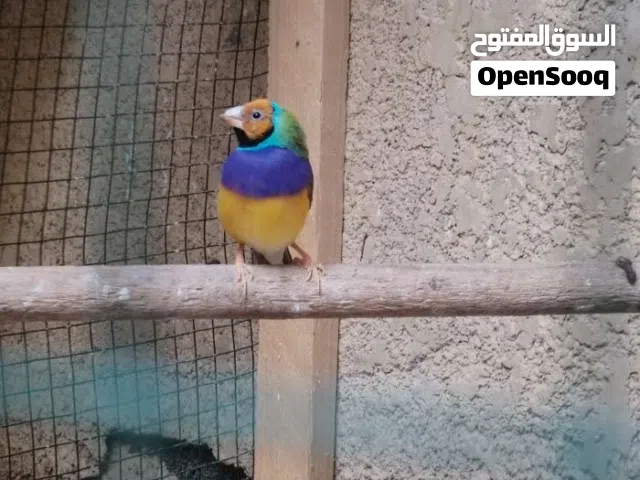 مطلووووووب فنجس كولدن فنش أو بلو