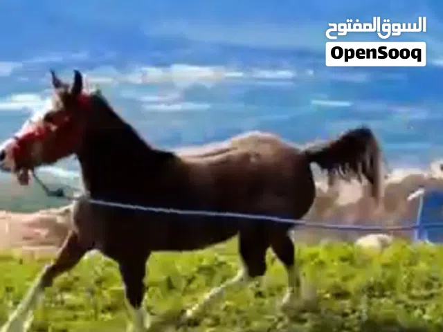 فرس عربيه صاغ سلم السعر عل خاص