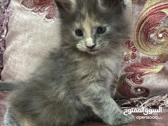 main coon cat