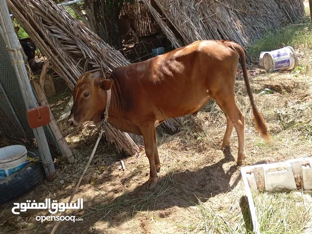 ثور عماني مطعوم طعام الدر