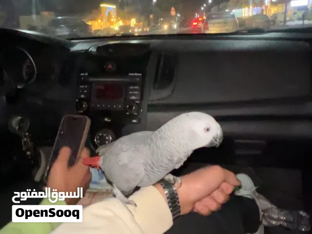ببغاء زنجبالي افريقي مروض ترويض فل