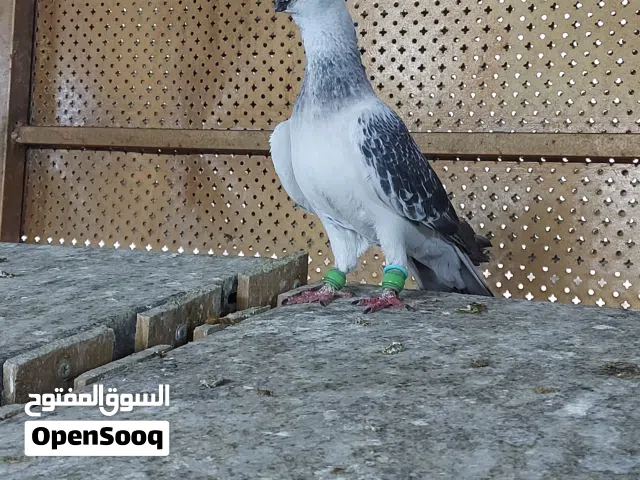 متاح جواز وفردات