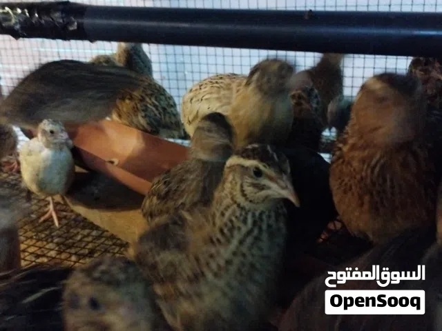 يتوفر سمان فري ثلاث حبات بريال