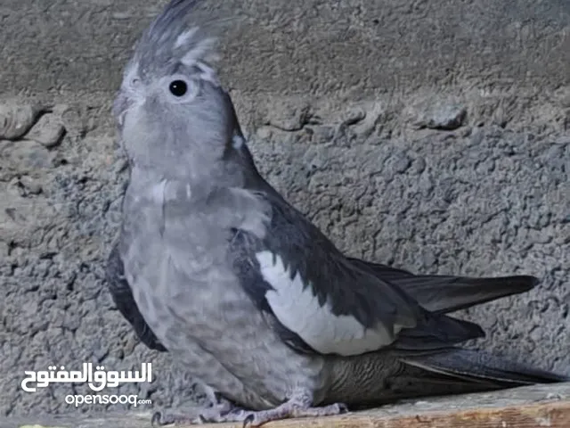 طيور كوكتيل انكليزيات