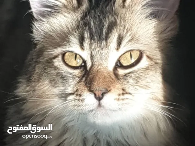 قطه أنثى للتبني