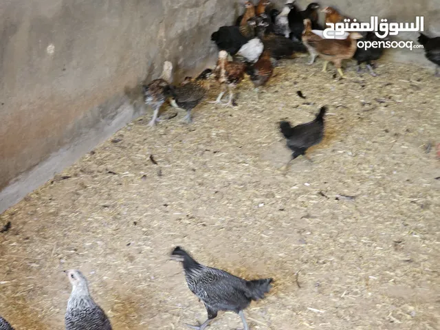 كتاكيت عتوق عربي