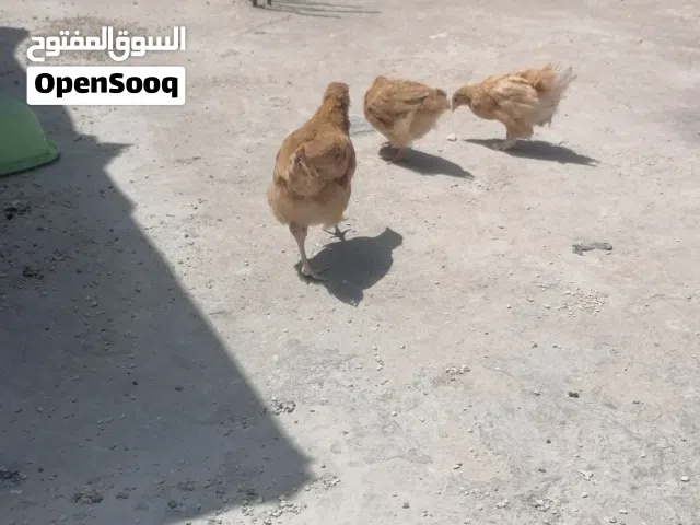 صيصان دجاج بلدي عمر شهر ونصف