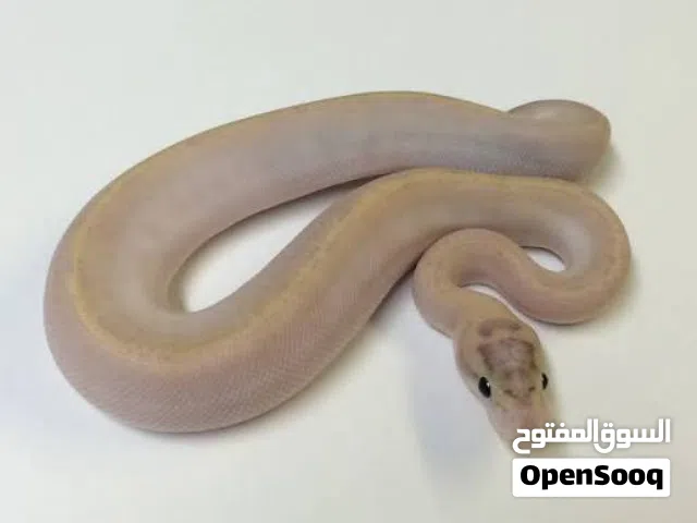 Ball python rare color