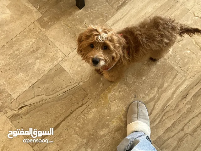 Maltipoo pappy