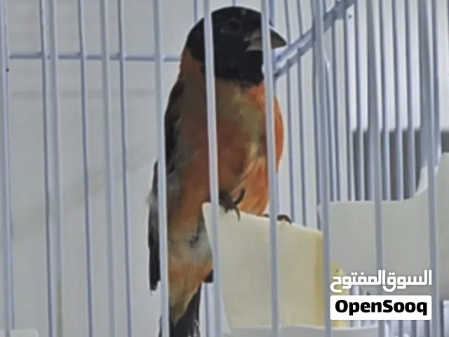 سسكن فنزويلي وإيطالي  طفره