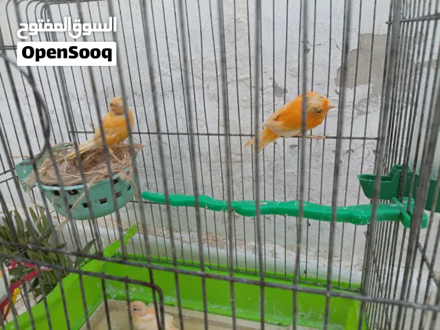 عصافير للبيع