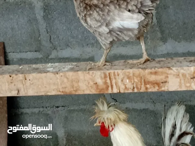 دجاج البوليش للبيع او البدل
