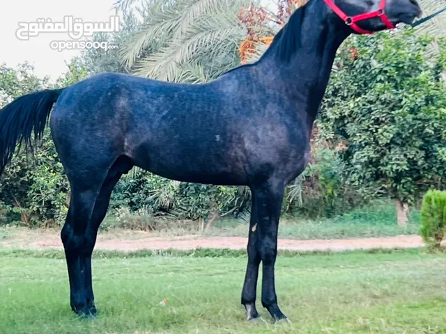 حصان عربي للبيع