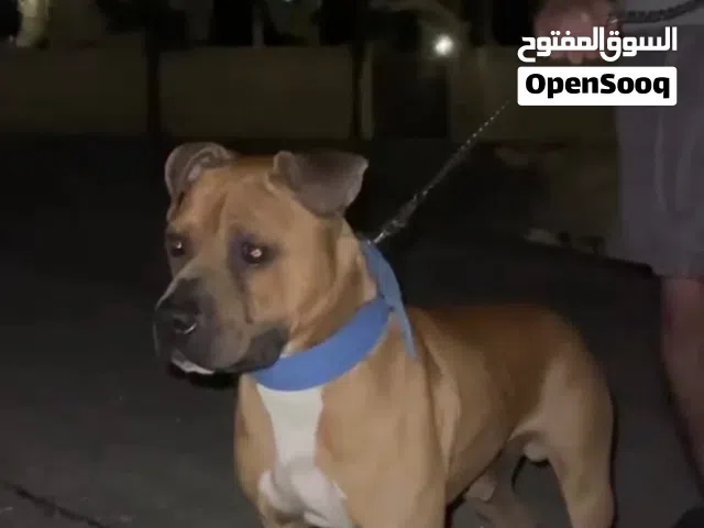 كلب بيتبول شرس جداً