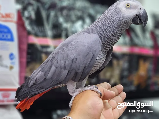 ببغاء كاسكو
