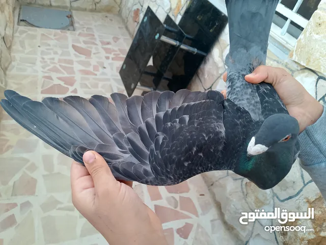 السعر 30 حرق النوع الهومرات