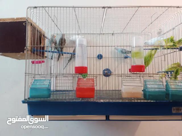 7حبات حب شغالات