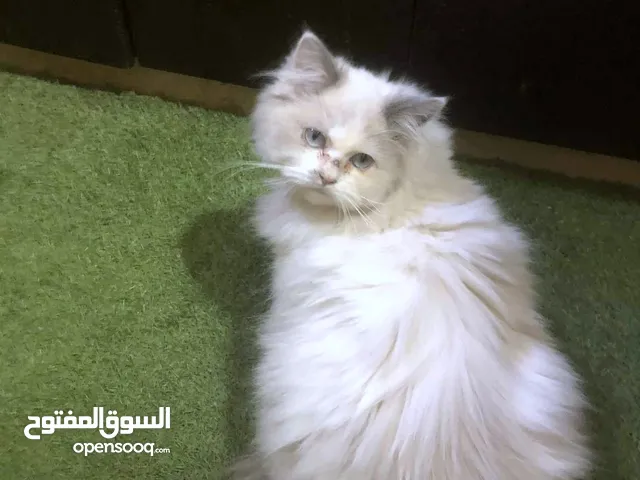 فط ذكر حلو شعر كتير طويل 200 شيكل فقط