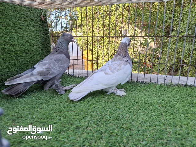 جوز شقلاب انتي زيتية شوشه تاج مصوقرة ذكر الله يبارك سخون