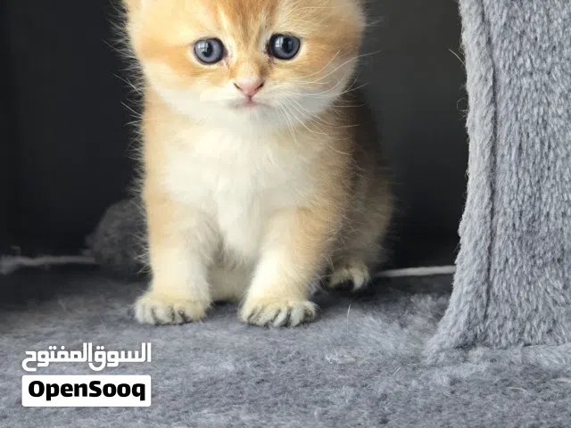 British Shorthair male cat.