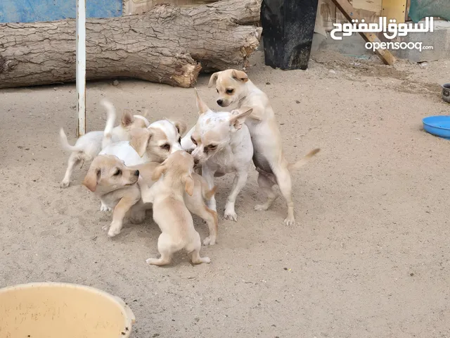 Shihtzu-chihuahua breed