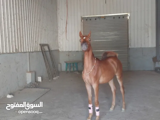 لعشاق اصايل الخيول العربية مهر عربي بجميع الأوراق ابن نظام الريان ابن بطل العالم العديد الشقب مباشرة