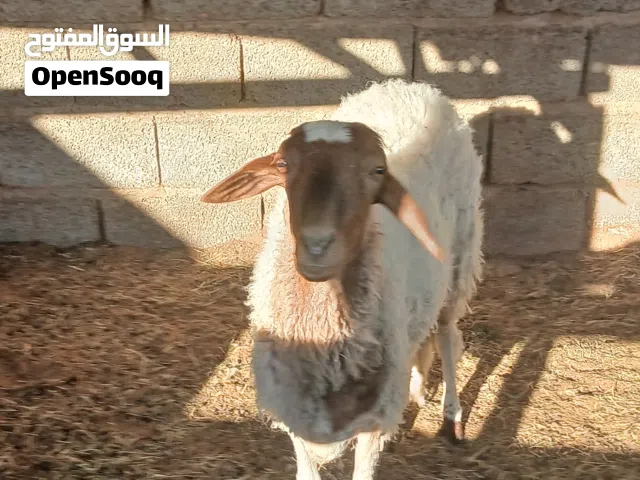 فطيمة عيد ربي يبارك