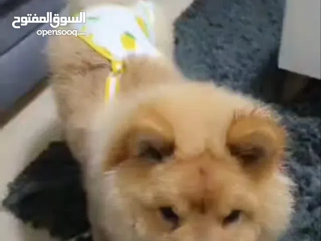 كلب تشاو تشاو لللبع