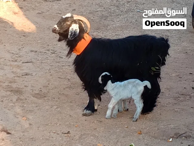 للبيع عنز معها توم جدي وصخله درع نخب وعنز طيبه بلحليب