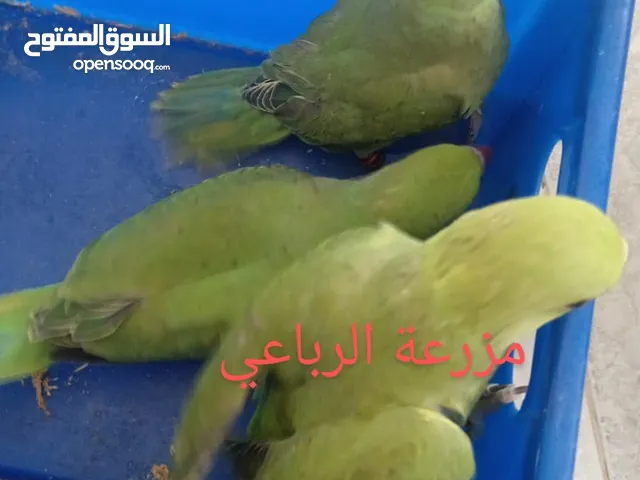 افراخ ببغاء