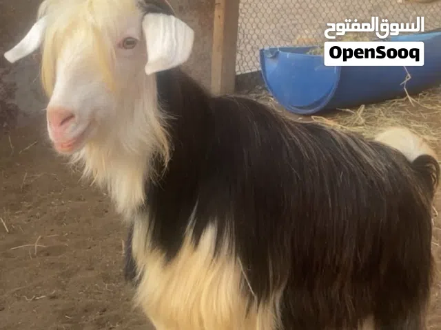 للبيع عنز رحبيه