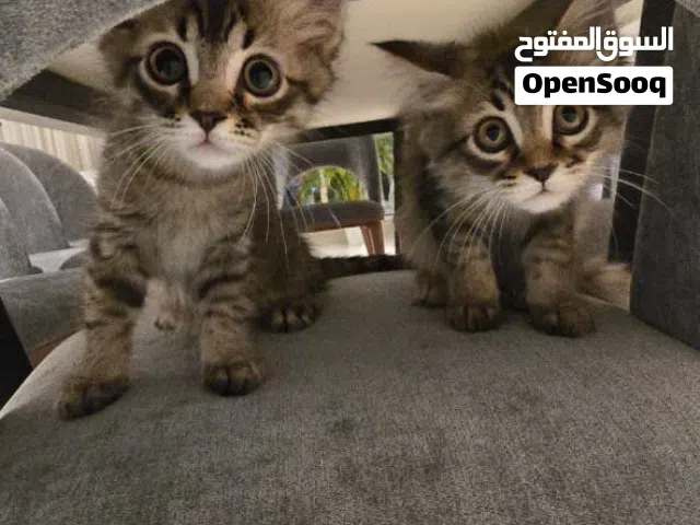5 months male kittens for adoption