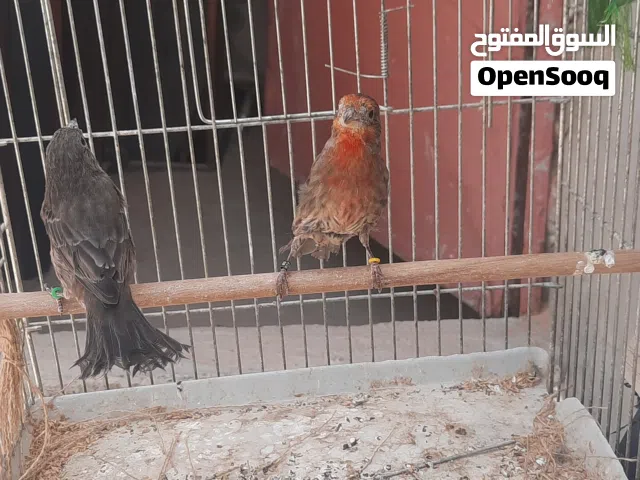 زوز كوبيات كناري مكسيكي خوصة 2025