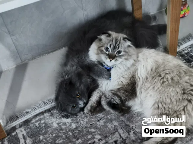 قطط للبيع ملقحات الوصف؟