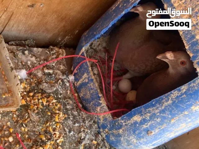 حمام  للبيع او للبدل
