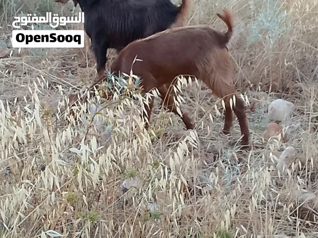 بسم الله ماشالله تبارك الرحمن ثلاث شعاري مقنوي صحه ونضافه