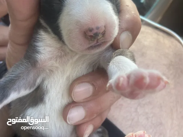 بيتبول رضيع