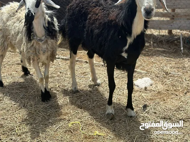 جعد ثنتين عشرات يحدرن ماشاءالله سمينه حق تربيه يوجد فيديو ف الواتس