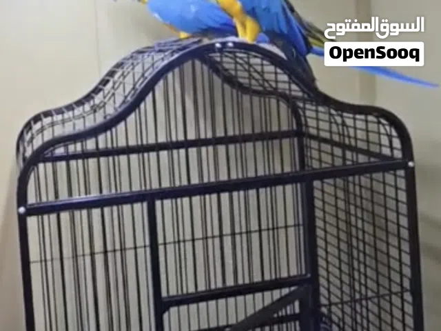2 ماكاو بلو اند قولد