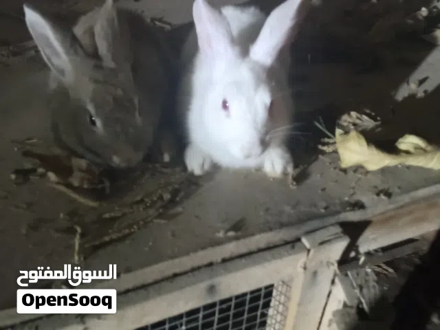 ارانب للبيع المانيات زوز ذكر وانثى كوبيا