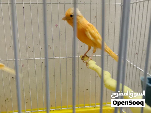 جوز جزريات غامقات طيرة فل يومين بتكون بايضة