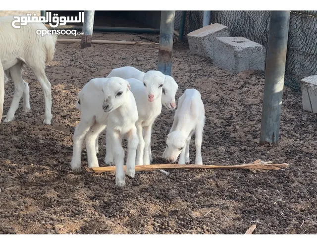 ماعز الدار صغار