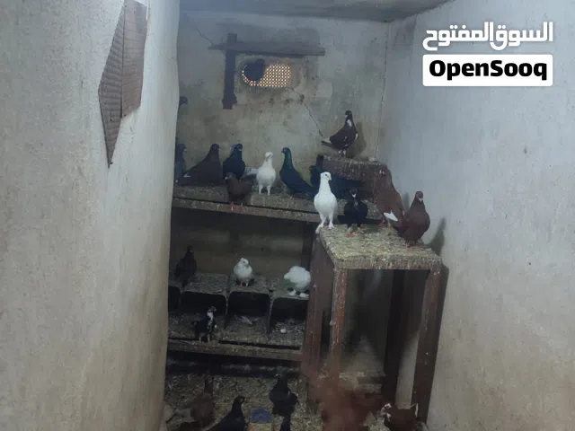 جواز حمام زق للبيع